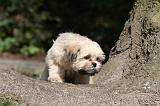 LHASSA APSO 134